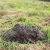 Apollo Beach Mole Control by Service First Termite and Pest Prevention LLC